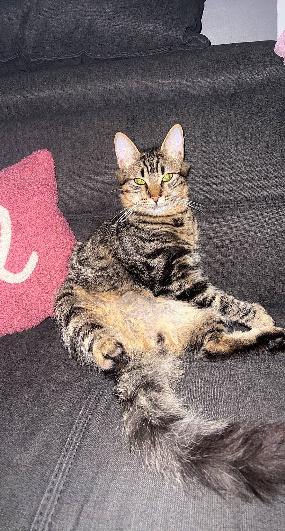 Venom a rejoint le concours — aidez-le/la à gagner de superbes lots ! carnivore, cat, claw, domestic_short_haired_cat, felidae, fur, grey, paw, sitting, small_to_medium_sized_cats, snout, tail, terrestrial_animal, whiskers, wildlife