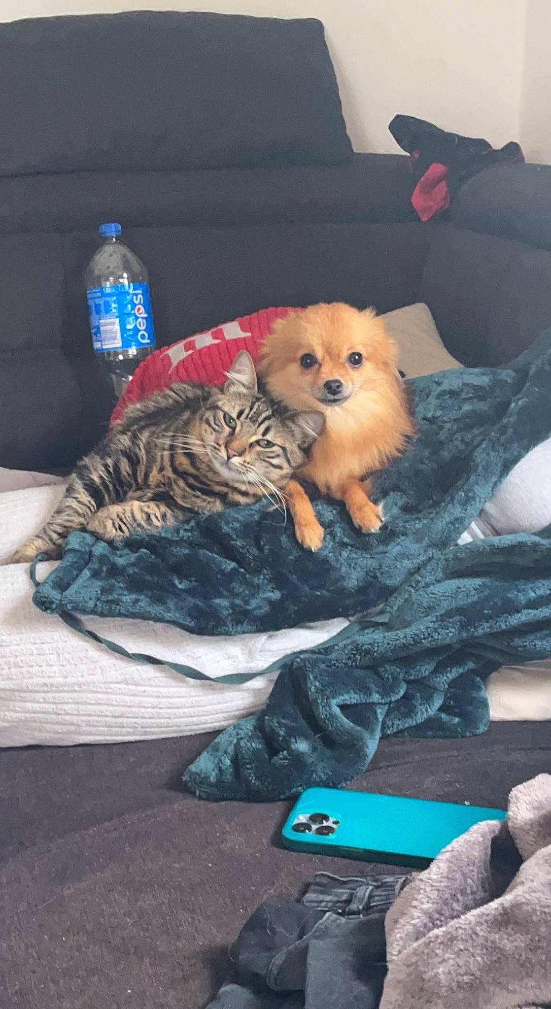 Venom a rejoint le concours — aidez-le/la à gagner de superbes lots ! blue, bottle, carnivore, comfort, companion_dog, couch, dog, dog_breed, dog_supply, drinking_water, fawn, linens, pillow, plastic_bottle, room, stuffed_toy, textile, toy, toy_dog, water_bottle