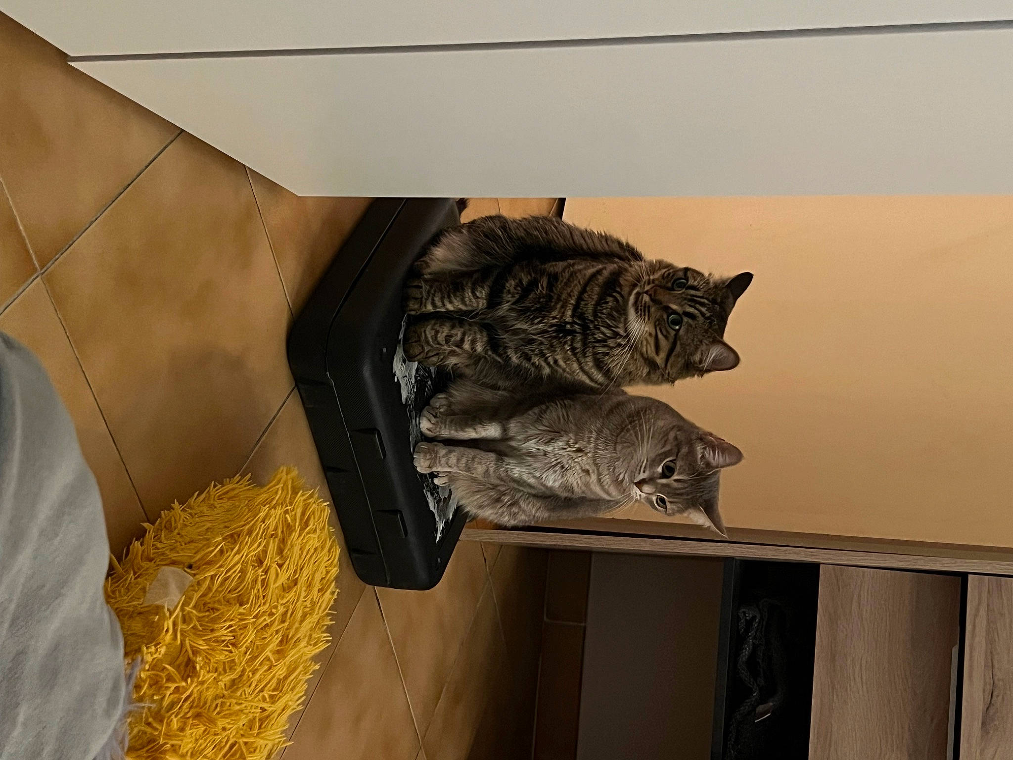 Venom participe au concours pour gagner de l'argent avec cette photo : art, carnivore, cat, domestic_short_haired_cat, felidae, fur, hardwood, hay, mammal, metal, room, sculpture, small_to_medium_sized_cats, statue, straw, tail, vertebrate, visual_arts, whiskers, wood