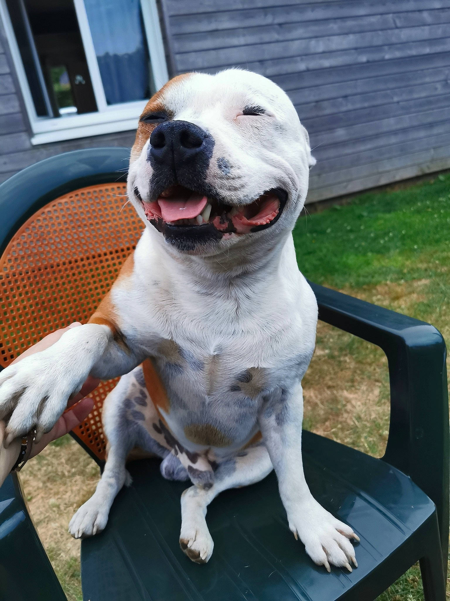 Owen a rejoint le concours — aidez-le/la à gagner de superbes lots ! canidae, carnivore, chair, collar, companion_dog, dog, dog_breed, dog_collar, dogo_guatemalteco, fang, fawn, grass, outdoor_furniture, pet_supply, snout, sporting_group, tail, whiskers, window, working_animal