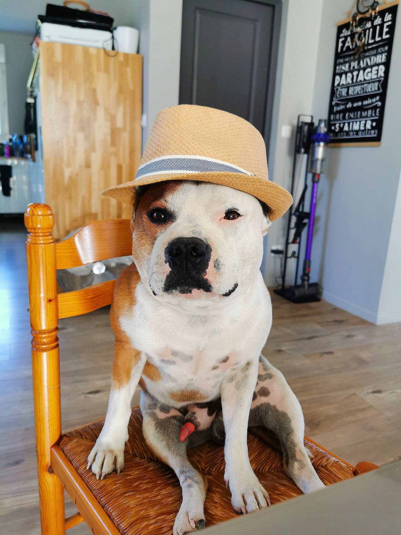 Owen a rejoint le concours — aidez-le/la à gagner de superbes lots ! carnivore, chair, collar, companion_dog, dog, dog_breed, dog_collar, door, fawn, fedora, floor, flooring, hardwood, hat, pet_supply, picture_frame, snout, sun_hat, wood, working_animal
