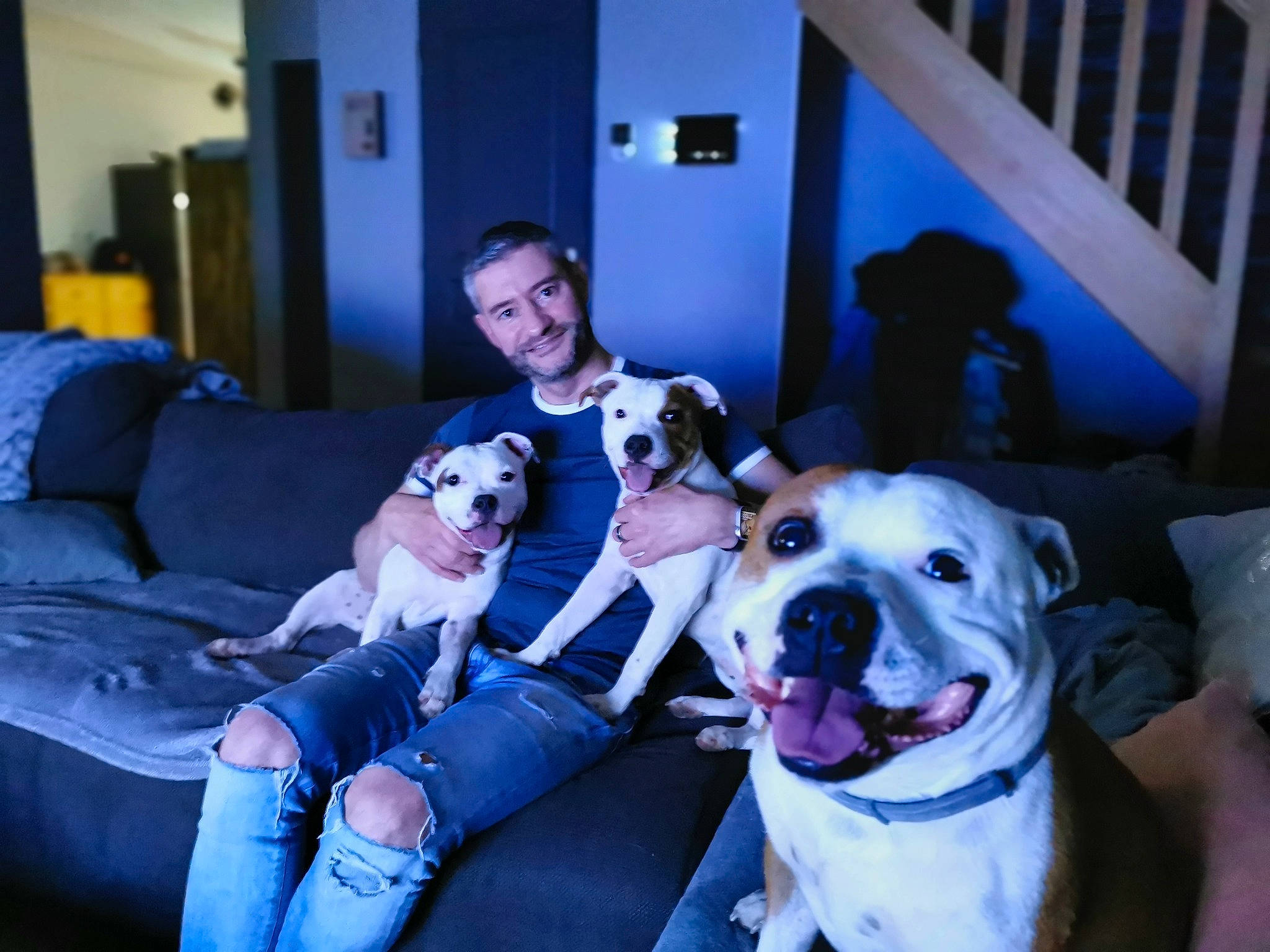 Owen participe au concours pour gagner de l'argent avec cette photo : blue, carnivore, comfort, companion_dog, couch, dog, dog_breed, door, fawn, fur, guard_dog, jeans, lap, mammal, room, sitting, smile, sofa_bed, sporting_group, studio_couch