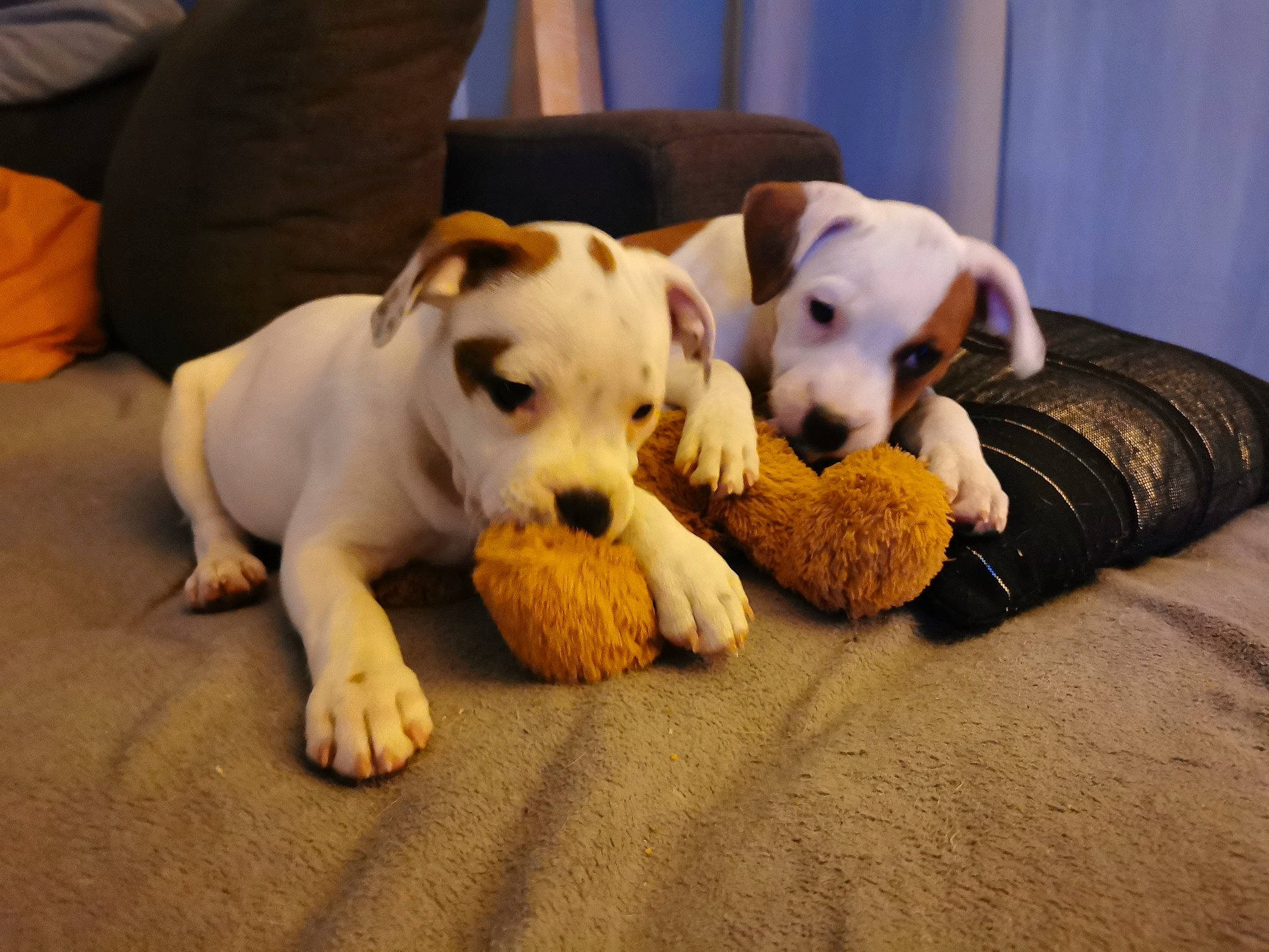 Tsuky a rejoint le concours — aidez-le/la à gagner de superbes lots ! carnivore, comfort, companion_dog, couch, dog, dog_breed, dog_supply, dog_toy, fawn, flooring, fur, mammal, paw, pet_supply, plush, snout, tail, terrier, toy_dog, working_animal