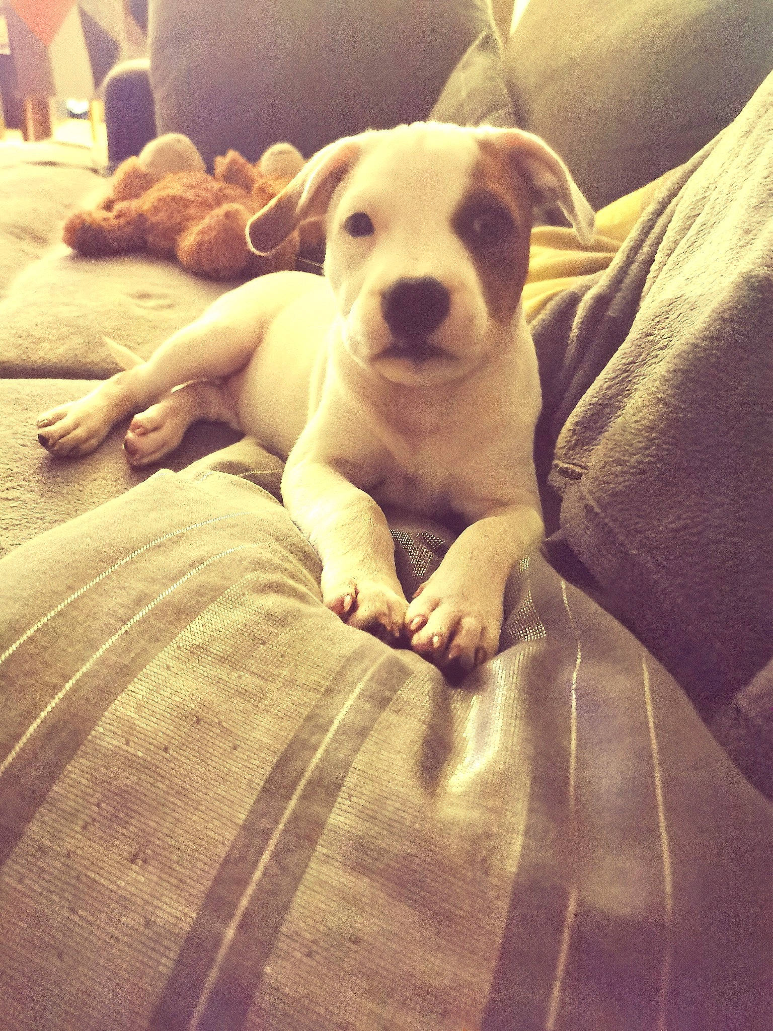 Tsuky a rejoint le concours — aidez-le/la à gagner de superbes lots ! bed, canidae, carnivore, cloud, comfort, companion_dog, couch, dog, dog_breed, fawn, flooring, linens, mammal, snout, sporting_group, terrestrial_animal, vertebrate, whiskers, wood, working_animal