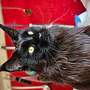 Raven is registered to the contest to win money with this photo: cat, black_cat, yellow_eyes, long_fur, whiskers, pet, indoor, portrait, animal, feline, close_up, focused, domestic_cat, fluffy, ears, nose, face, curious, kitchen, background_blur