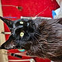 cat, black_cat, yellow_eyes, long_fur, whiskers, pet, indoor, portrait, animal, feline, close_up, focused, domestic_cat, fluffy, ears, nose, face, curious, kitchen, background_blur