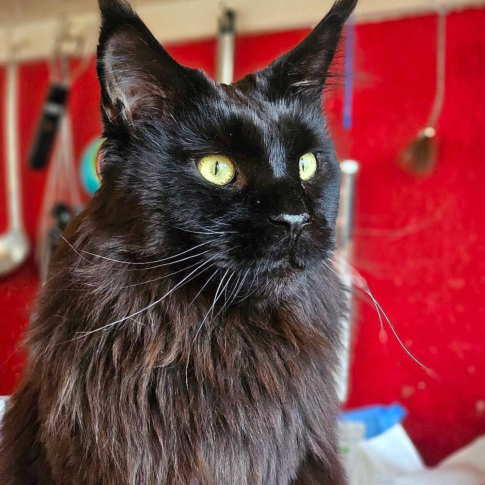 Raven is registered to the contest to win money with this photo: animal, background_blur, black_cat, cat, close_up, curious, domestic_cat, ears, face, feline, fluffy, focused, indoor, kitchen, long_fur, nose, pet, portrait, whiskers, yellow_eyes