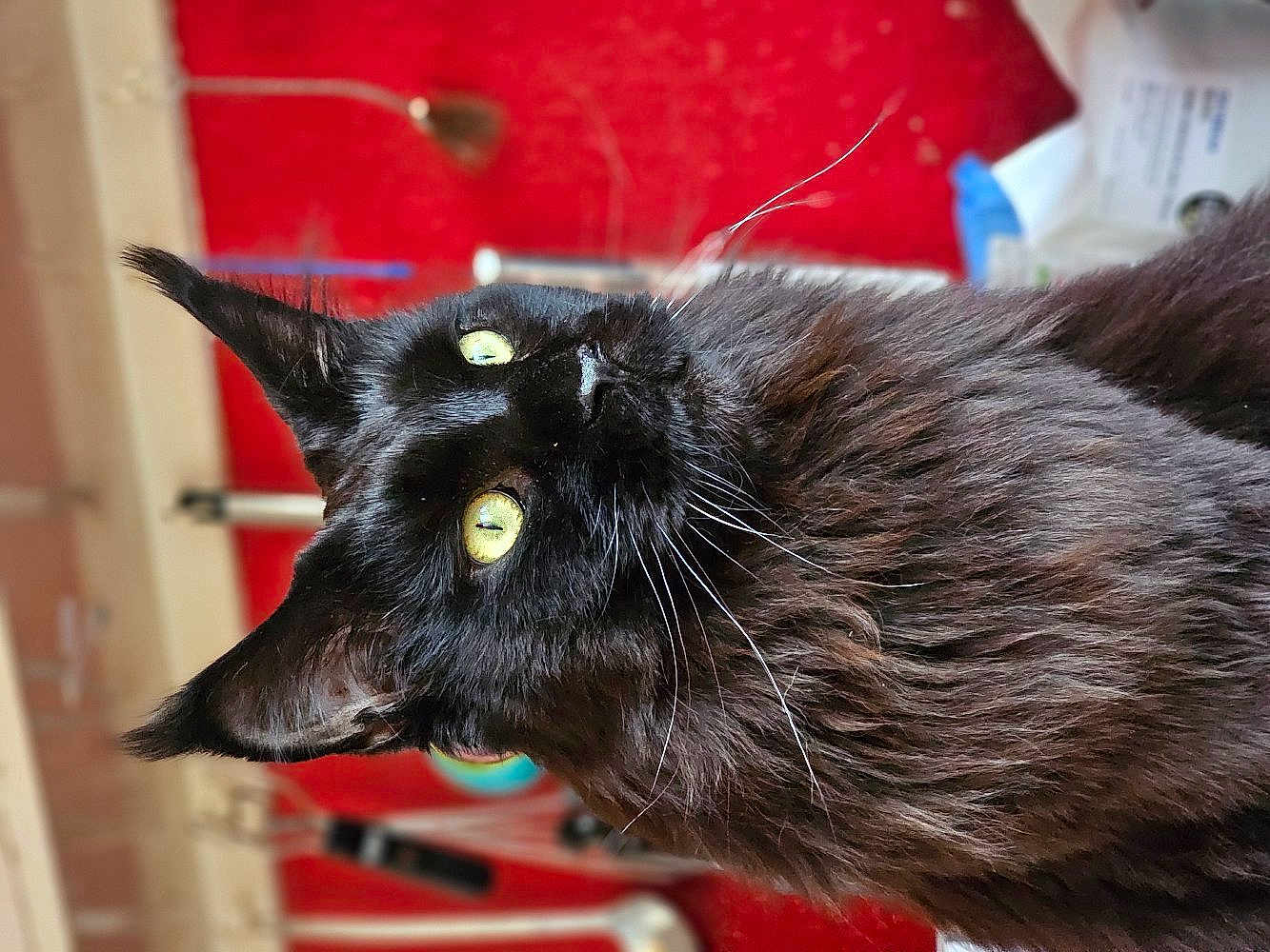 Raven is registered to the contest to win money with this photo: cat, black_cat, yellow_eyes, long_fur, whiskers, pet, indoor, portrait, animal, feline, close_up, focused, domestic_cat, fluffy, ears, nose, face, curious, kitchen, background_blur