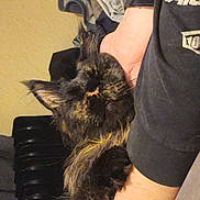 Hazel joined the competition — help win amazing prizes! cat, tortoiseshell, sleeping, arm, human_hand, cozy, indoor, radiator, furry, pet, resting, closeup, black_fur, brown_fur, domestic_animal, nap, relaxed, home, casual, comfort