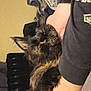 cat, tortoiseshell, sleeping, arm, human_hand, cozy, indoor, radiator, furry, pet, resting, closeup, black_fur, brown_fur, domestic_animal, nap, relaxed, home, casual, comfort