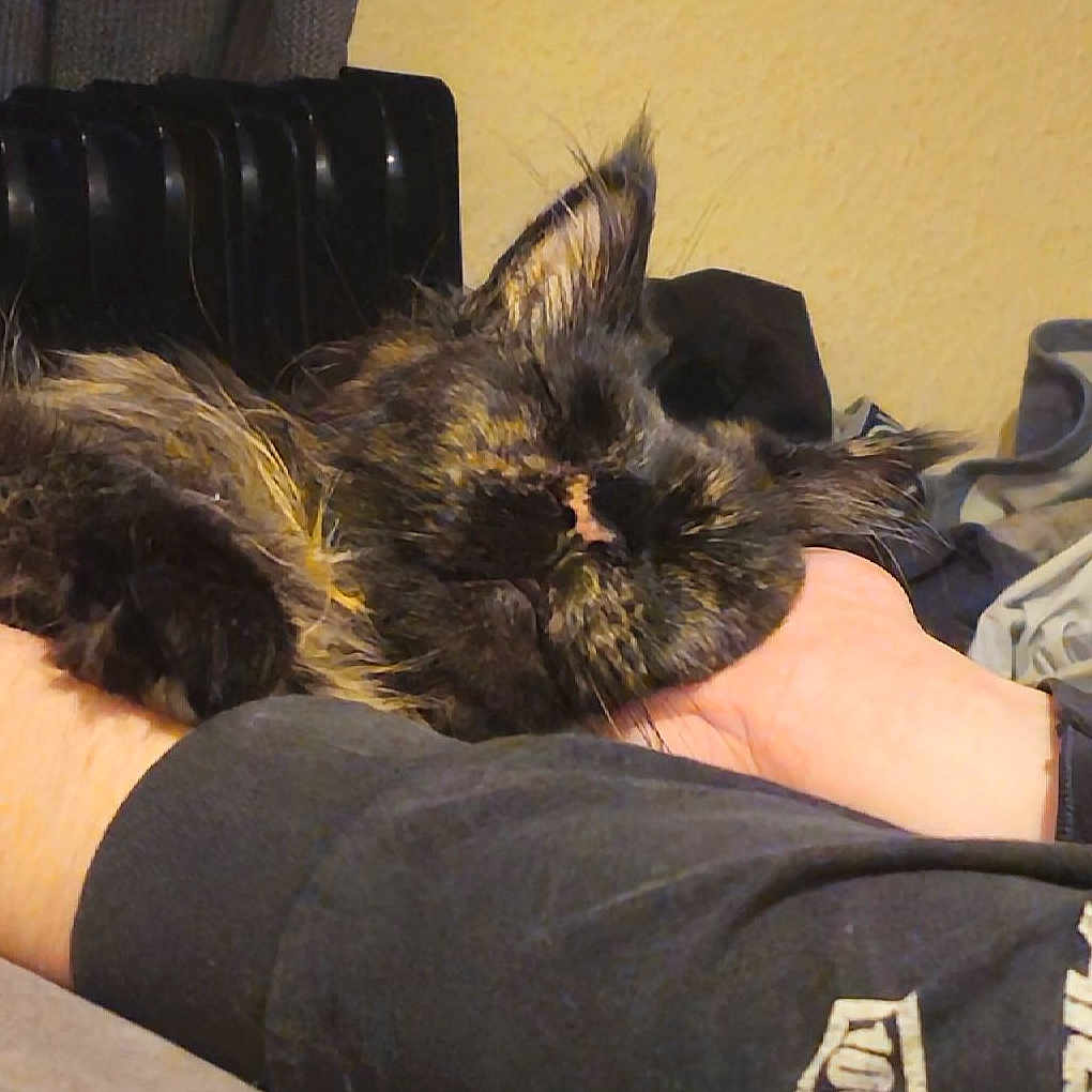 Hazel joined the competition — help win amazing prizes! arm, black_fur, brown_fur, casual, cat, closeup, comfort, cozy, domestic_animal, furry, home, human_hand, indoor, nap, pet, radiator, relaxed, resting, sleeping, tortoiseshell