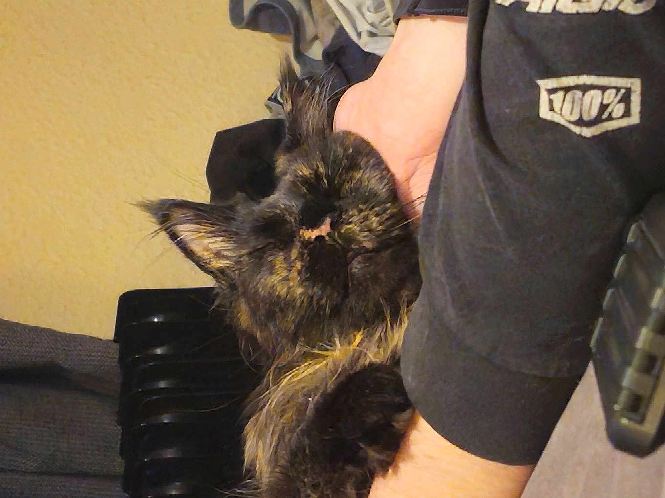 Hazel joined the competition — help win amazing prizes! cat, tortoiseshell, sleeping, arm, human_hand, cozy, indoor, radiator, furry, pet, resting, closeup, black_fur, brown_fur, domestic_animal, nap, relaxed, home, casual, comfort