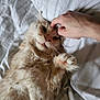cat, fluffy, pet, bed, human_hand, scratching, relaxed, indoor, striped_bed_sheet, furry, paw, close_up, animal, cute, resting, whiskers, pink_nose, domestic_cat, sleepy, cozy