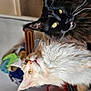 cat, maine_coon, fluffy_fur, yellow_eyes, indoor, pet, curious, two_cats, black_cat, cream_cat, whiskers, feline, closeup, portrait, animal, domestic_cat, sitting, cute, furry, companions
