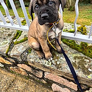 Blanka participe au concours pour gagner de l'argent avec cette photo : puppy, dog, leash, stone, moss, outdoor, pet, animal, young, cute, brown, black, ears, collar, sitting, fence, garden, nature, closeup, adorable