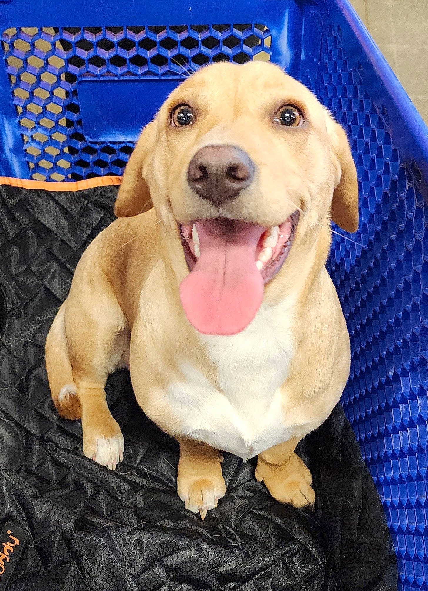 Vienna Sausage is registered to the contest to win money with this photo: canidae, carnivore, collar, companion_dog, dog, dog_breed, dog_collar, dog_supply, ear, fawn, happy, jaw, liver, paw, pet_supply, smile, snout, sporting_group, whiskers, working_animal