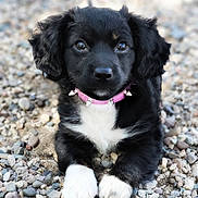 Febe joined the competition — help win amazing prizes! animal, black_fur, close_up, collar, cute, dog, eyes, fur, lying_down, nature, outdoor, pet, pink_collar, portrait, puppy, rocks, spiked_collar, white_chest, white_paws, young_dog