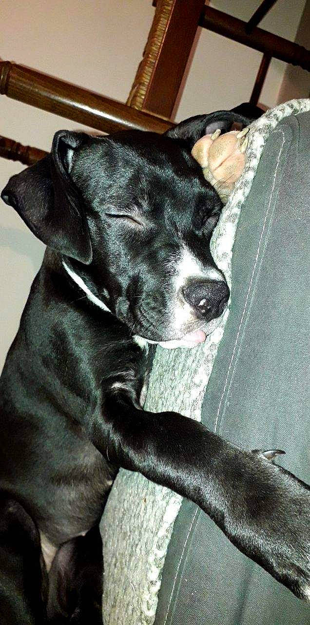 Lyna a rejoint le concours — aidez-le/la à gagner de superbes lots ! american_pit_bull_terrier, american_staffordshire_terrier, canidae, carnivore, dog, dog_breed, mammal, non_sporting_group, puppy, rare_breed_dog, snout, sporting_group, vertebrate, whiskers