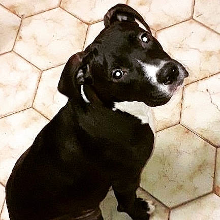 Lyna participe au concours pour gagner de l'argent avec cette photo : american_pit_bull_terrier, american_staffordshire_terrier, canidae, carnivore, dog, dog_breed, great_dane, guard_dog, labrador_retriever, mammal, non_sporting_group, nose, pit_bull, pointer, puppy, snout, sporting_group, staffordshire_bull_terrier, vertebrate