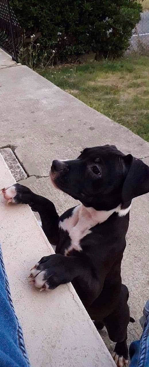 Lyna a rejoint le concours — aidez-le/la à gagner de superbes lots ! american_pit_bull_terrier, borador, canidae, carnivore, companion_dog, dog, dog_breed, labrador_retriever, mammal, non_sporting_group, nose, patterdale_terrier, pit_bull, puppy, snout, sporting_group, staffordshire_bull_terrier, street_dog