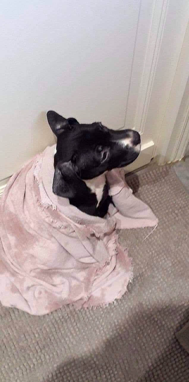 Lyna a rejoint le concours — aidez-le/la à gagner de superbes lots ! canidae, carnivore, companion_dog, dog, dog_breed, great_dane, non_sporting_group, snout, sporting_group, tail