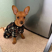 Pono is registered to the contest to win money with this photo: dog, small_dog, puppy, plaid_sweater, carpet, indoor, ears, brown_dog, pet_clothing, appliance, metallic_surface, wall, corner, floor, cute, sitting, animal, pet, young_dog, canine