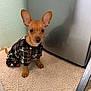 dog, small_dog, puppy, plaid_sweater, carpet, indoor, ears, brown_dog, pet_clothing, appliance, metallic_surface, wall, corner, floor, cute, sitting, animal, pet, young_dog, canine