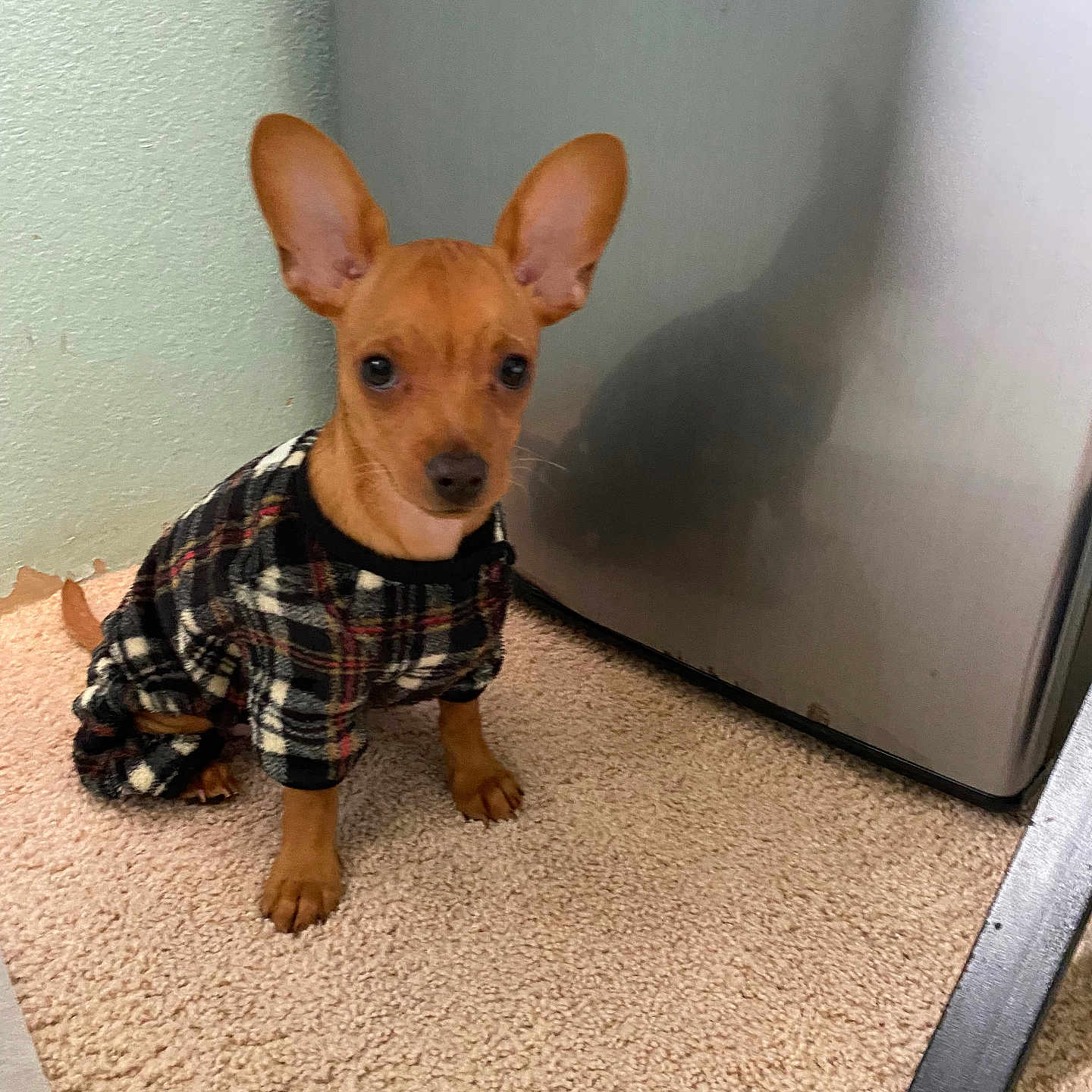 Pono is registered to the contest to win money with this photo: animal, appliance, brown_dog, canine, carpet, corner, cute, dog, ears, floor, indoor, metallic_surface, pet, pet_clothing, plaid_sweater, puppy, sitting, small_dog, wall, young_dog