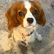 Rosie joined the competition — help win amazing prizes! dog, puppy, cavalier_king_charles_spaniel, pet, animal, fur, brown, white, collar, indoor, carpet, cute, looking_up, whiskers, ears, nose, eyes, sitting, closeup, adorable