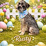 artificial_background, bandana, bunting, colorful, dog, easter, festive, flowers, garden, grass, holiday, name_text, outdoor, painted_eggs, pet, picket_fence, portrait, schnauzer, sitting, spring