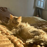Titi joined the competition — help win amazing prizes! cat, kitten, fluffy, long_hair, fur, golden_light, sunlight, indoor, bedroom, bed, blanket, cozy, sleeping, lounging, portrait, window, warm_tones, relaxed, pet, whiskers