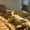 cat, kitten, fluffy, long_hair, fur, golden_light, sunlight, indoor, bedroom, bed, blanket, cozy, sleeping, lounging, portrait, window, warm_tones, relaxed, pet, whiskers