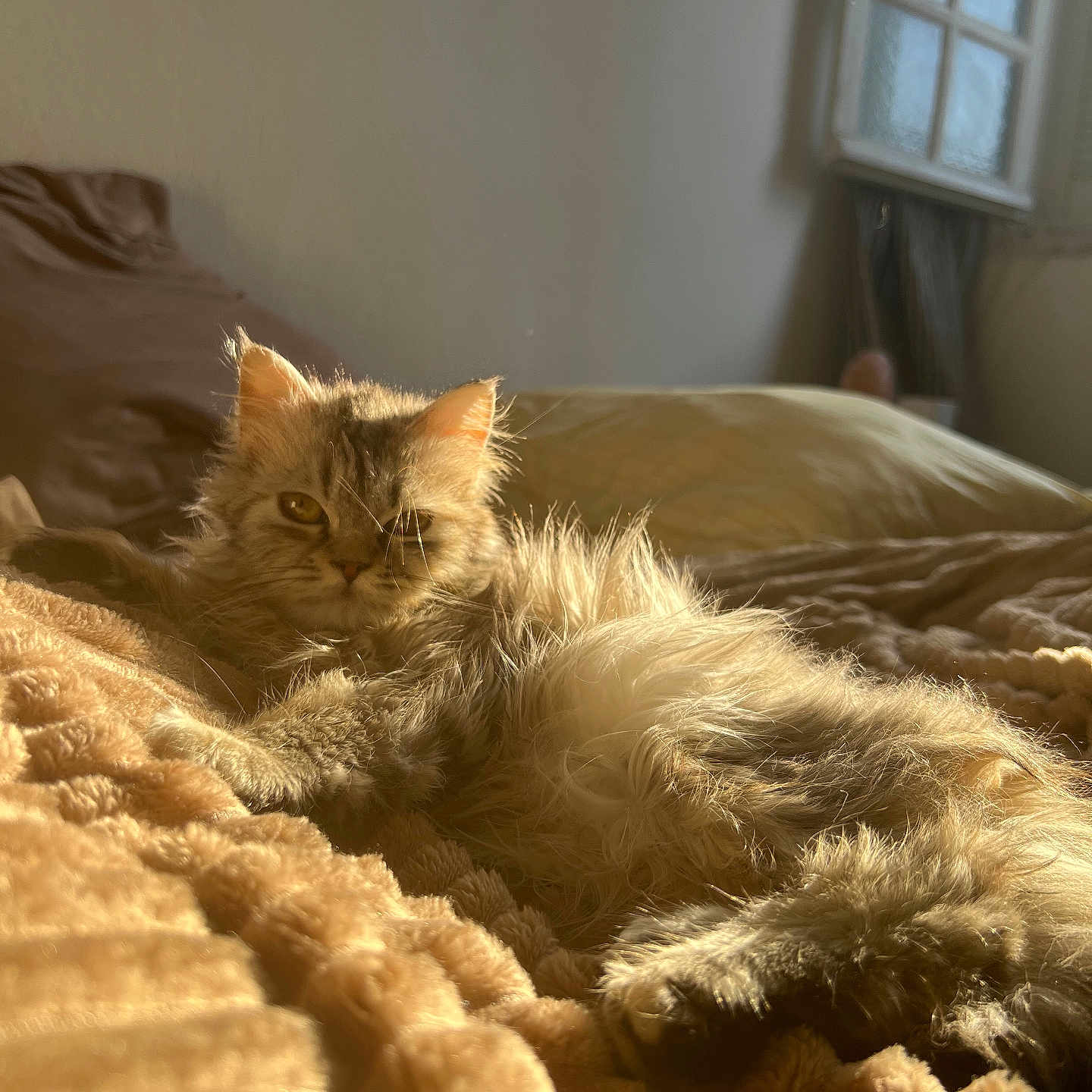 Titi