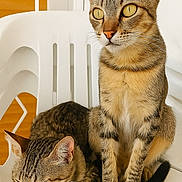 Chouchou a rejoint le concours — aidez-le/la à gagner de superbes lots ! cat, tabby_cat, feline, pet, animal, indoor, white_chair, sleeping, sitting, resting, curious, ears, whiskers, fur, paw, tail, domestic_cat, closeup, companion, cute