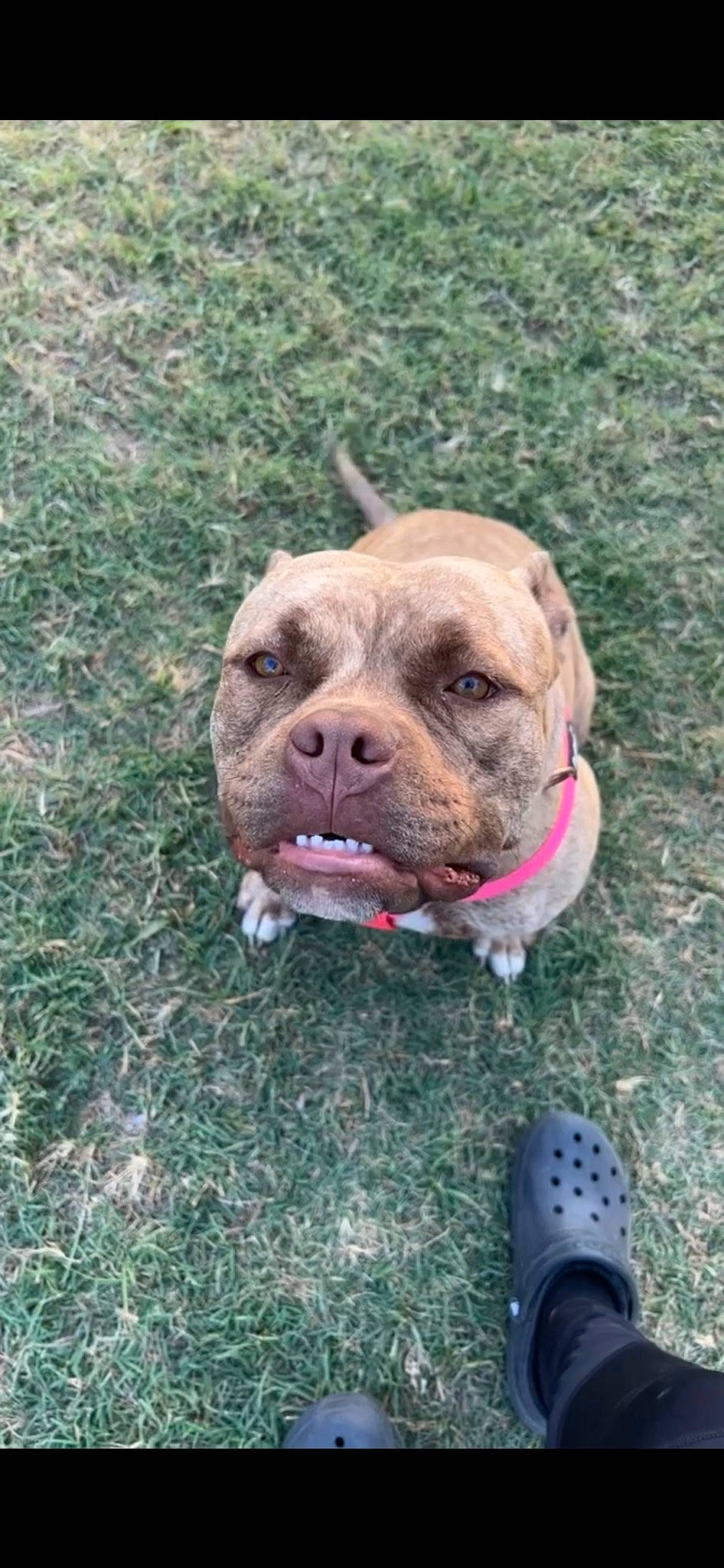 Layla is registered to the contest to win money with this photo: boot, canidae, carnivore, collar, companion_dog, dog, dog_breed, dog_collar, dog_supply, fawn, grass, leash, liver, pet_supply, snout, sporting_group, terrestrial_animal, whiskers, working_animal, wrinkle