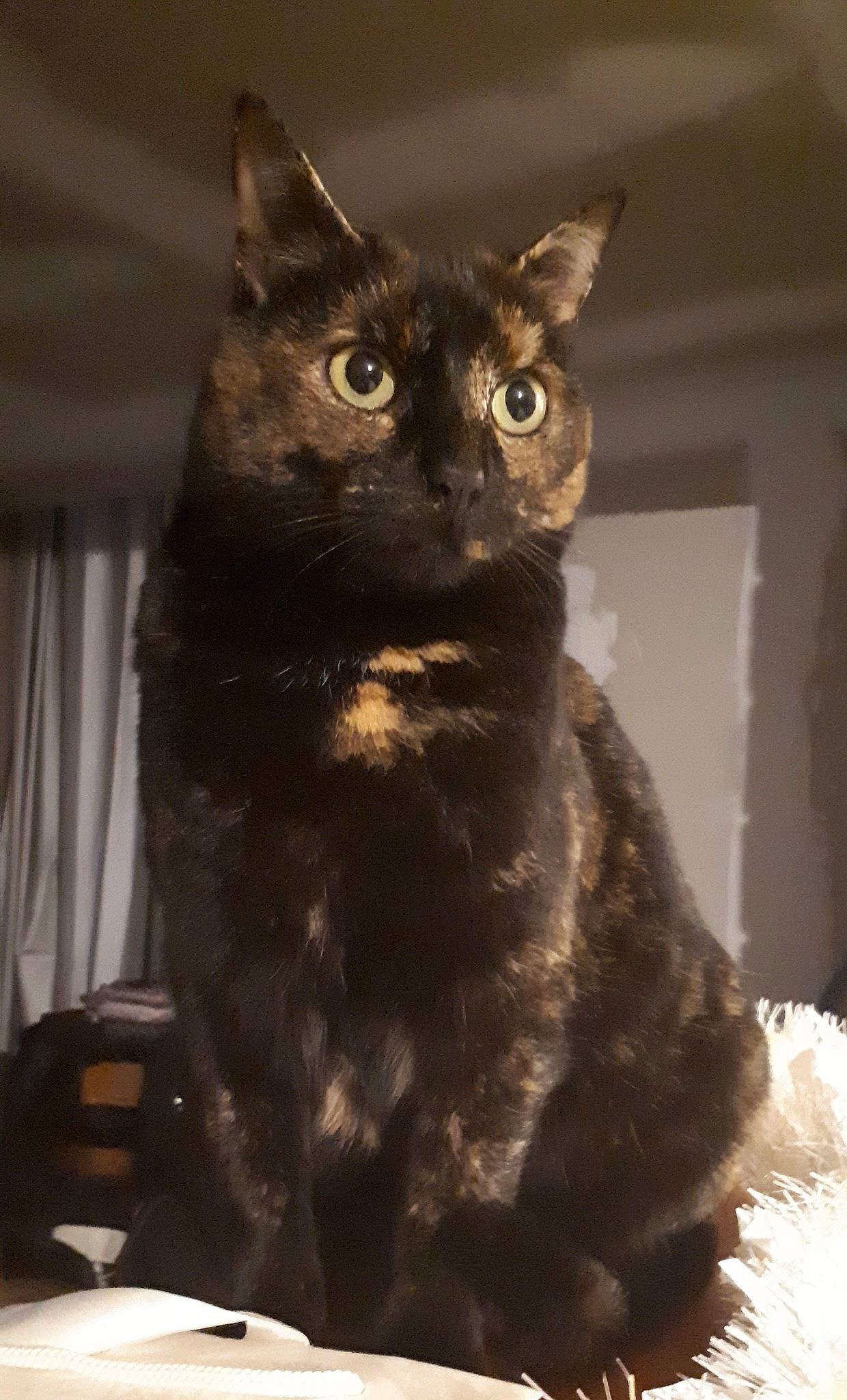 Roxy participe au concours pour gagner de l'argent avec cette photo : black, black_cat, carnivore, cat, curtain, felidae, fur, iris, small_to_medium_sized_cats, snapshot, snout, tail, terrestrial_animal, vertebrate, whiskers