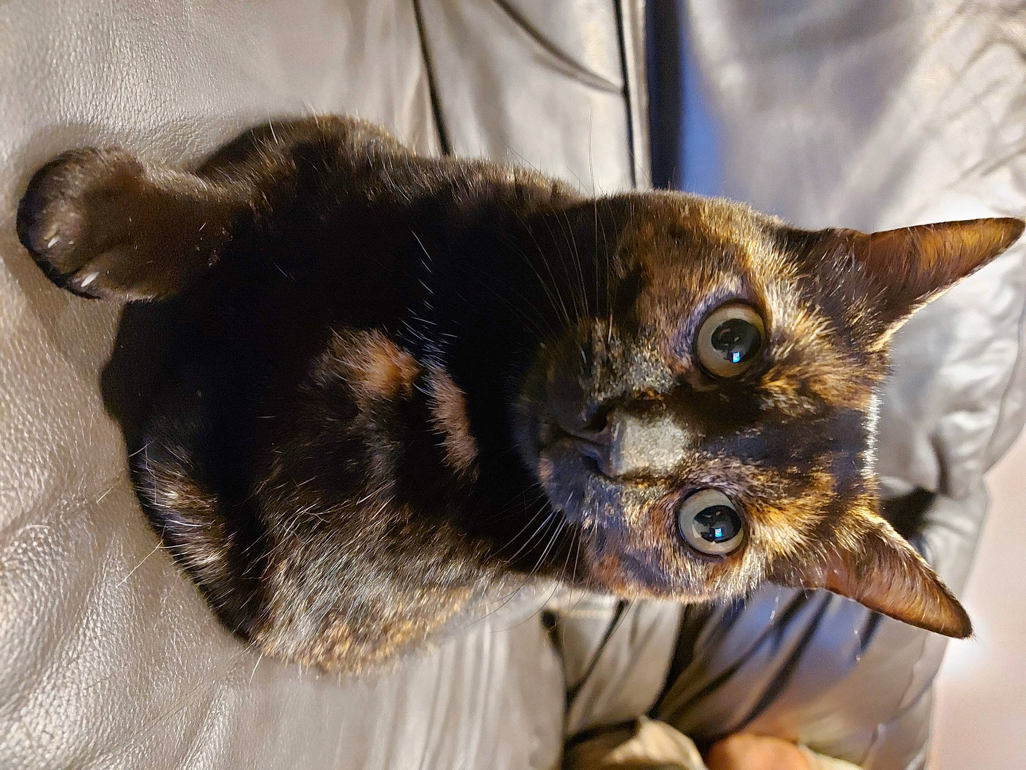 Roxy participe au concours pour gagner de l'argent avec cette photo : carnivore, cat, comfort, domestic_short_haired_cat, felidae, fur, small_to_medium_sized_cats, snout, vertebrate, whiskers