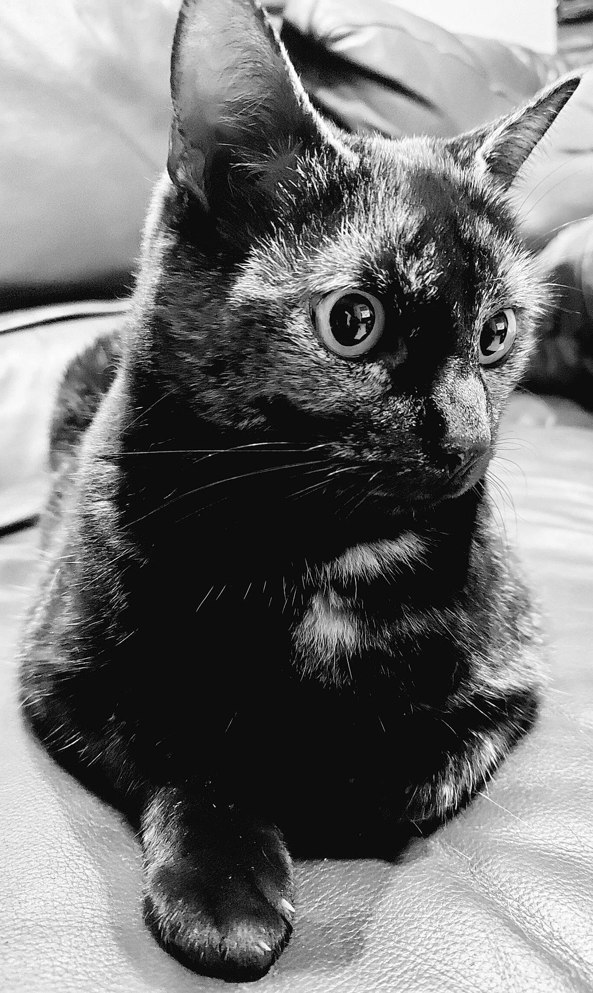 Roxy