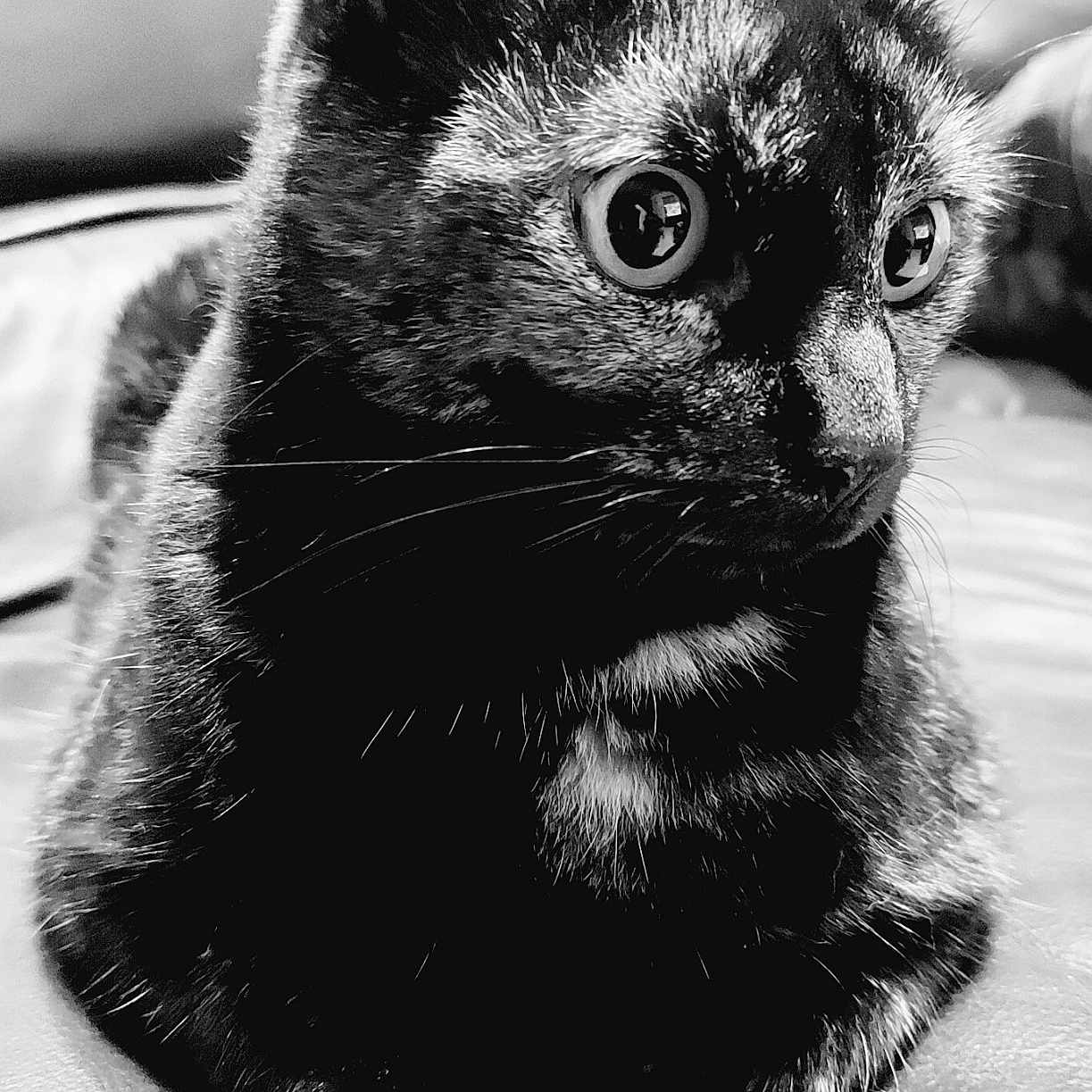 Roxy