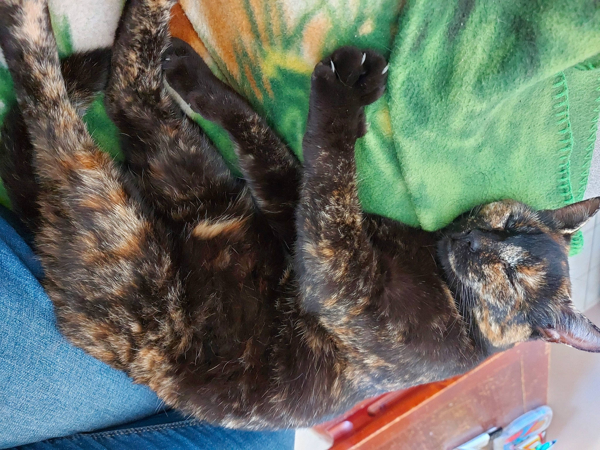 Roxy a rejoint le concours — aidez-le/la à gagner de superbes lots ! carnivore, cat, claw, comfort, domestic_short_haired_cat, felidae, fur, liver, natural_material, organism, paw, small_to_medium_sized_cats, tail, vertebrate, whiskers
