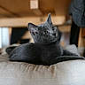 cat, gray_cat, pet, indoor, cushion, furniture, animal, relaxed, cute, feline, portrait, domestic_cat, resting, wood_floor, soft_light, cozy, home, ears, whiskers, curious