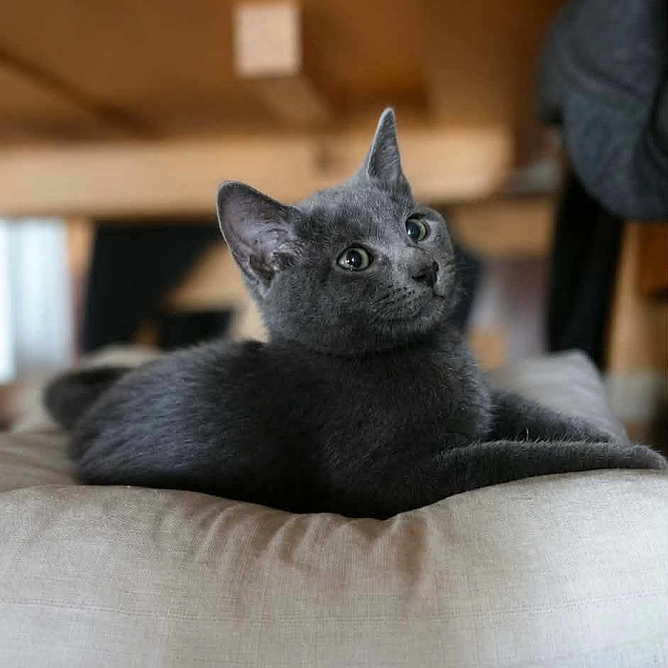 Nala