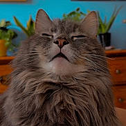 Kirby joined the competition — help win amazing prizes! animal, cat, close_up, cozy, cute, drawer, eyes_closed, face, feline, fluffy, gray, home, indoor, long_hair, muzzle, pet, plant, relaxed, whiskers, wooden_furniture