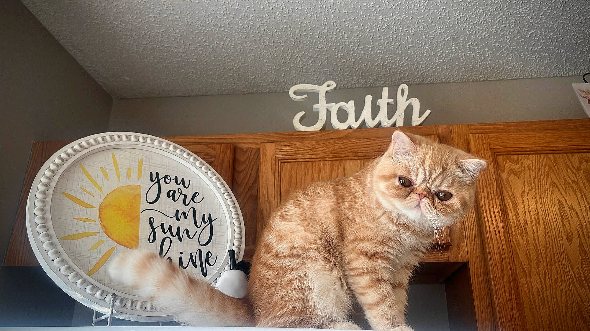 Chester joined the competition — help win amazing prizes! carnivore, cat, comfort, domestic_short_haired_cat, fawn, felidae, flooring, font, fur, hardwood, paw, photo_caption, rectangle, shelf, small_to_medium_sized_cats, tail, whiskers, window, wood, wood_stain