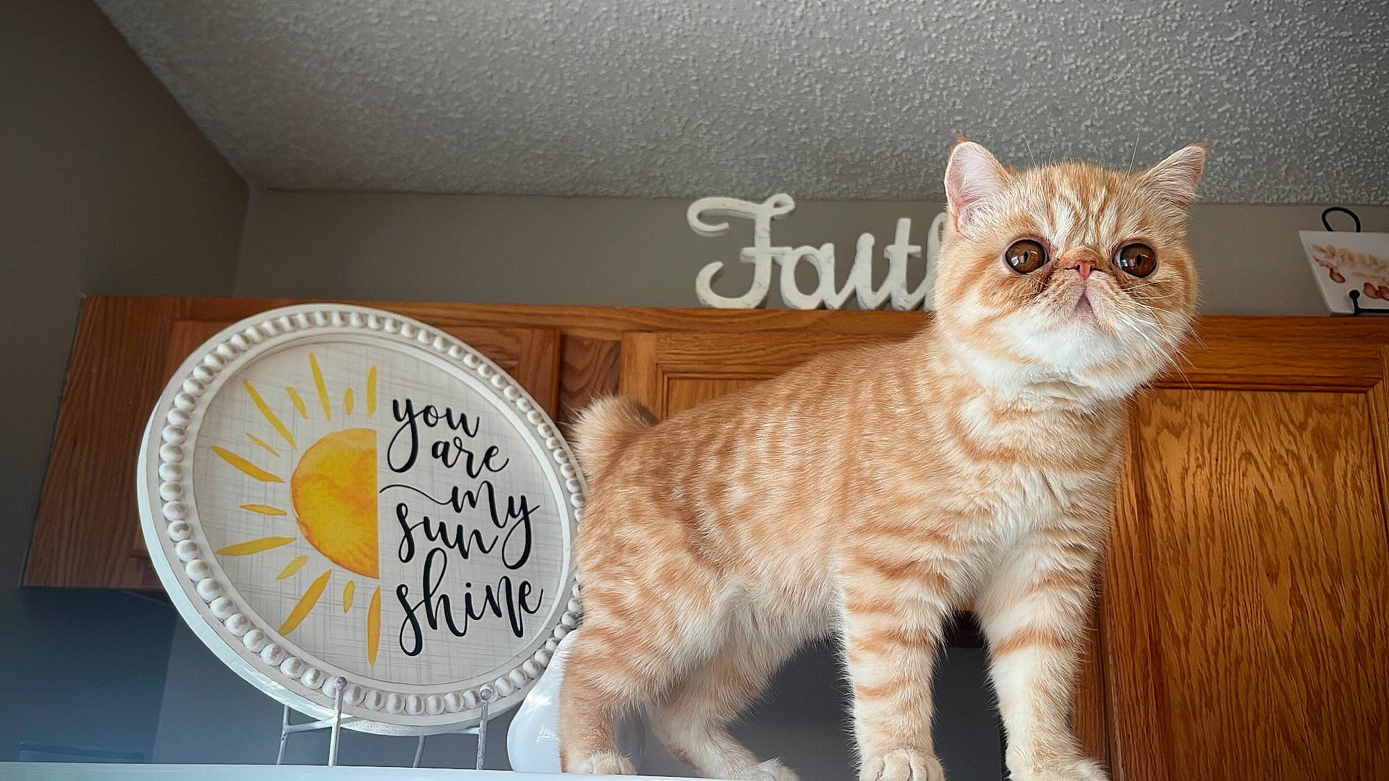 Chester joined the competition — help win amazing prizes! carnivore, cat, claw, domestic_short_haired_cat, fawn, felidae, flooring, font, fur, paw, photo_caption, small_to_medium_sized_cats, snout, tail, terrestrial_animal, whiskers, wood