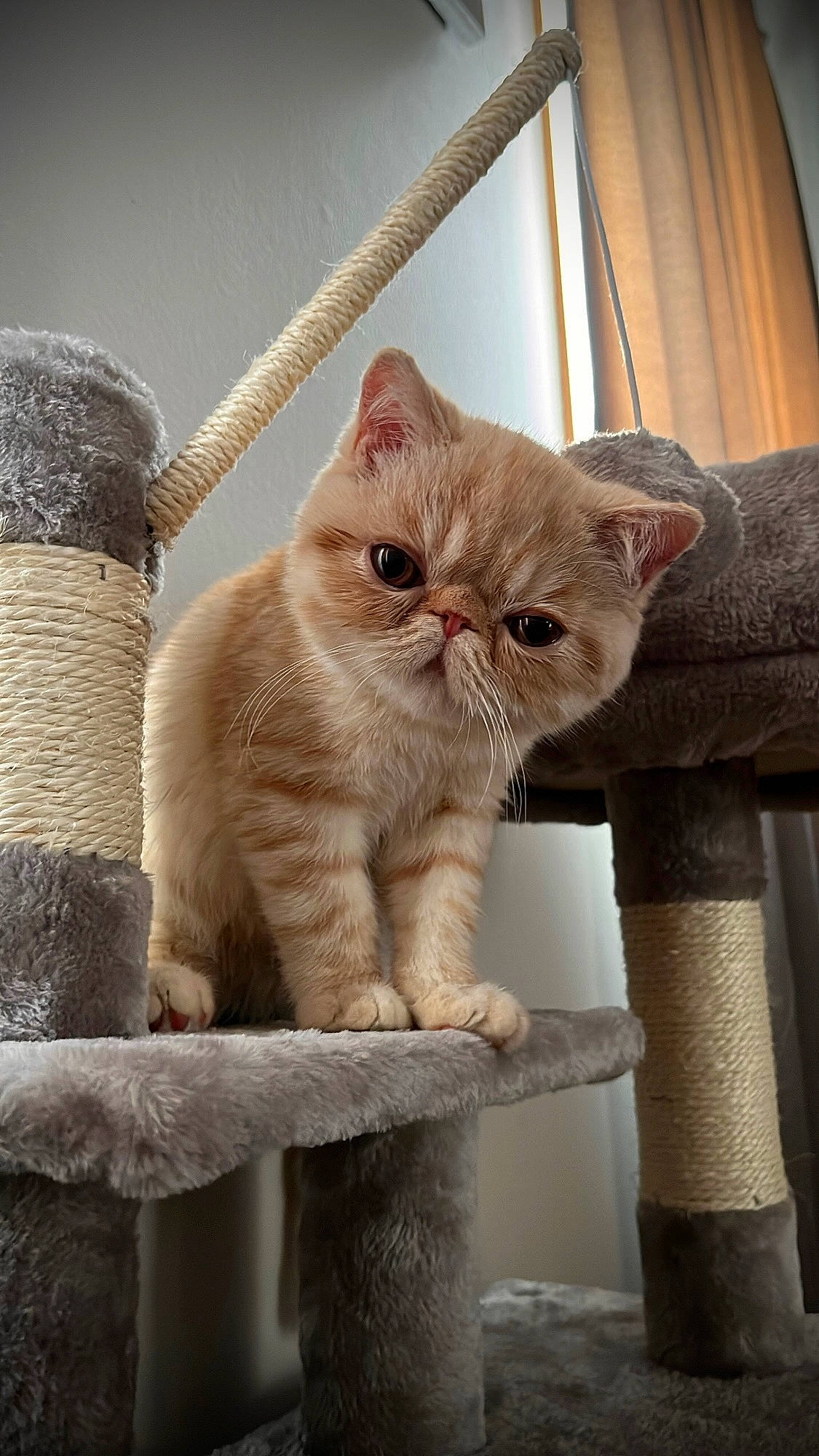 Chester is registered to the contest to win money with this photo: carnivore, cat, cat_supply, chair, comfort, domestic_short_haired_cat, fawn, felidae, fur, paw, pet_supply, sitting, small_to_medium_sized_cats, snout, tail, terrestrial_animal, whiskers, window, wood