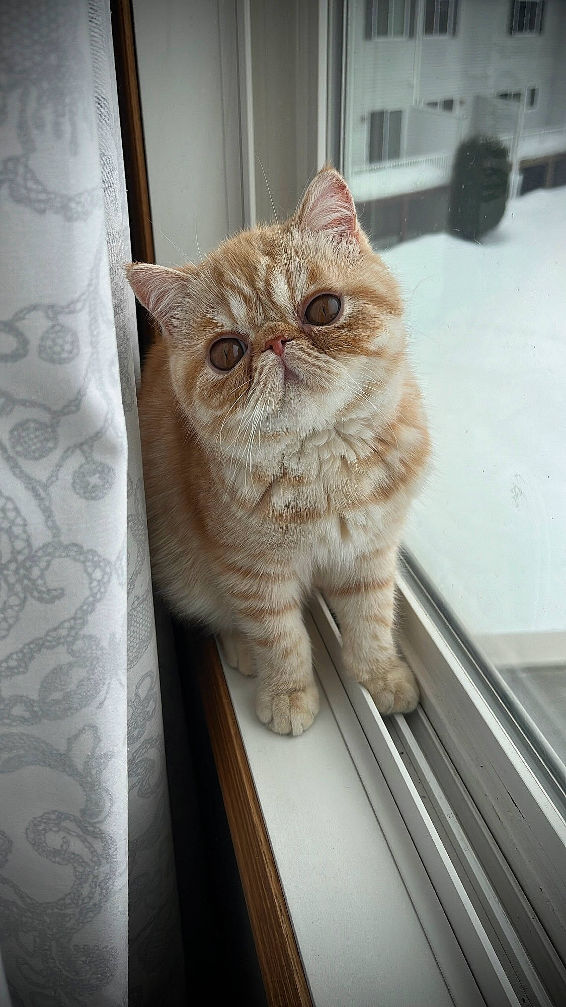 Chester is registered to the contest to win money with this photo: carnivore, cat, chair, claw, comfort, domestic_short_haired_cat, drawer, fawn, felidae, flooring, fur, pattern, sitting, small_to_medium_sized_cats, snout, tail, terrestrial_animal, whiskers, window, wood