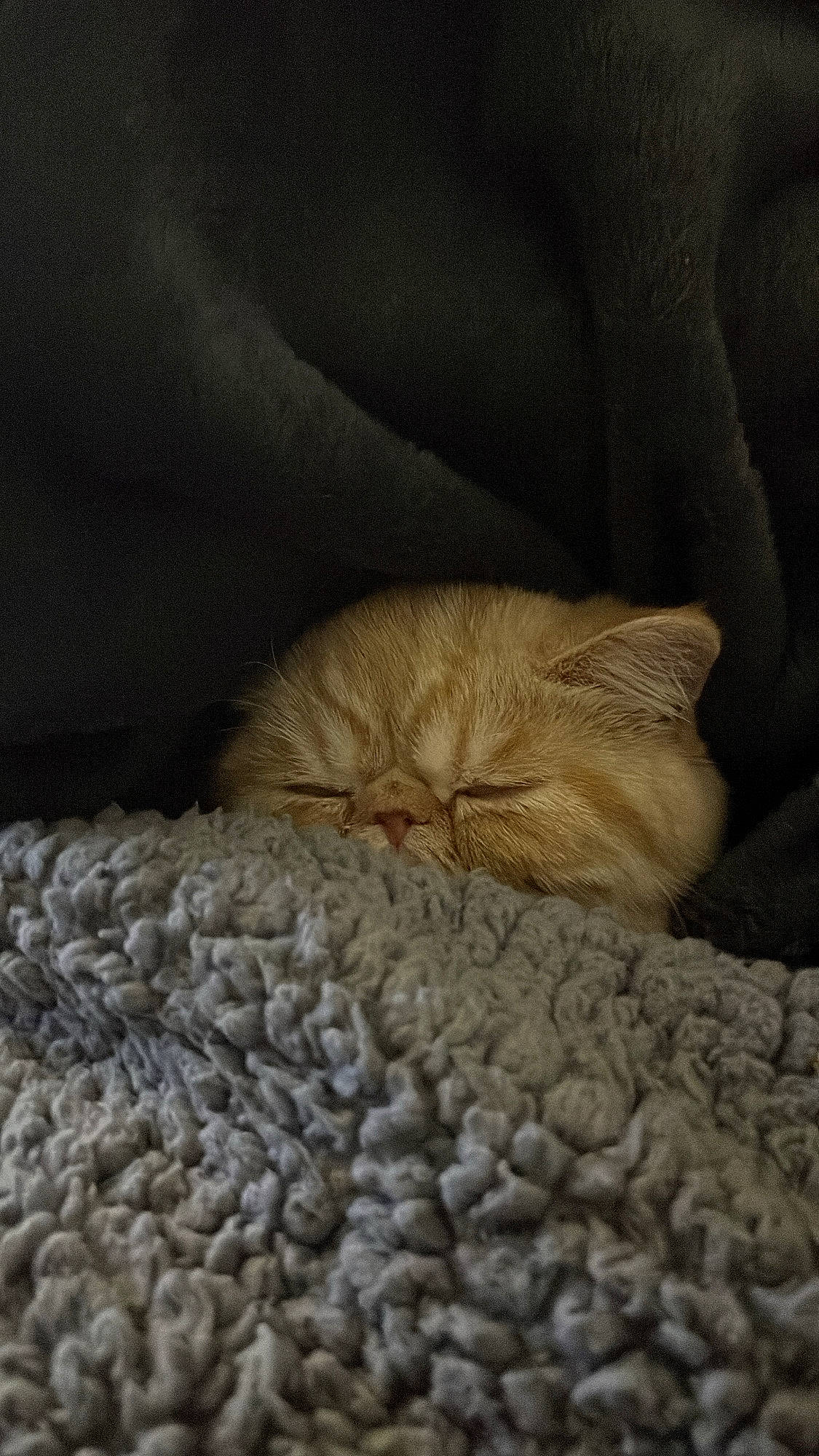 Chester joined the competition — help win amazing prizes! blanket, carnivore, cat, comfort, domestic_short_haired_cat, fawn, felidae, fur, grey, linens, nap, sleep, small_to_medium_sized_cats, tail, terrestrial_animal, whiskers, wood, wool, wrinkle