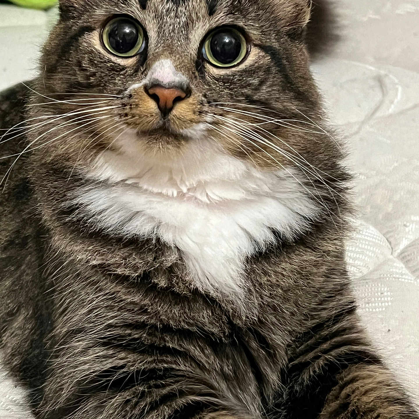 Bentley joined the competition — help win amazing prizes! animal, background_blur, cat, close_up, cute, domestic_cat, feline, fluffy, fur, indoor, large_eyes, laying, mammal, pet, portrait, relaxed, soft_texture, tabby, whiskers, white_chest