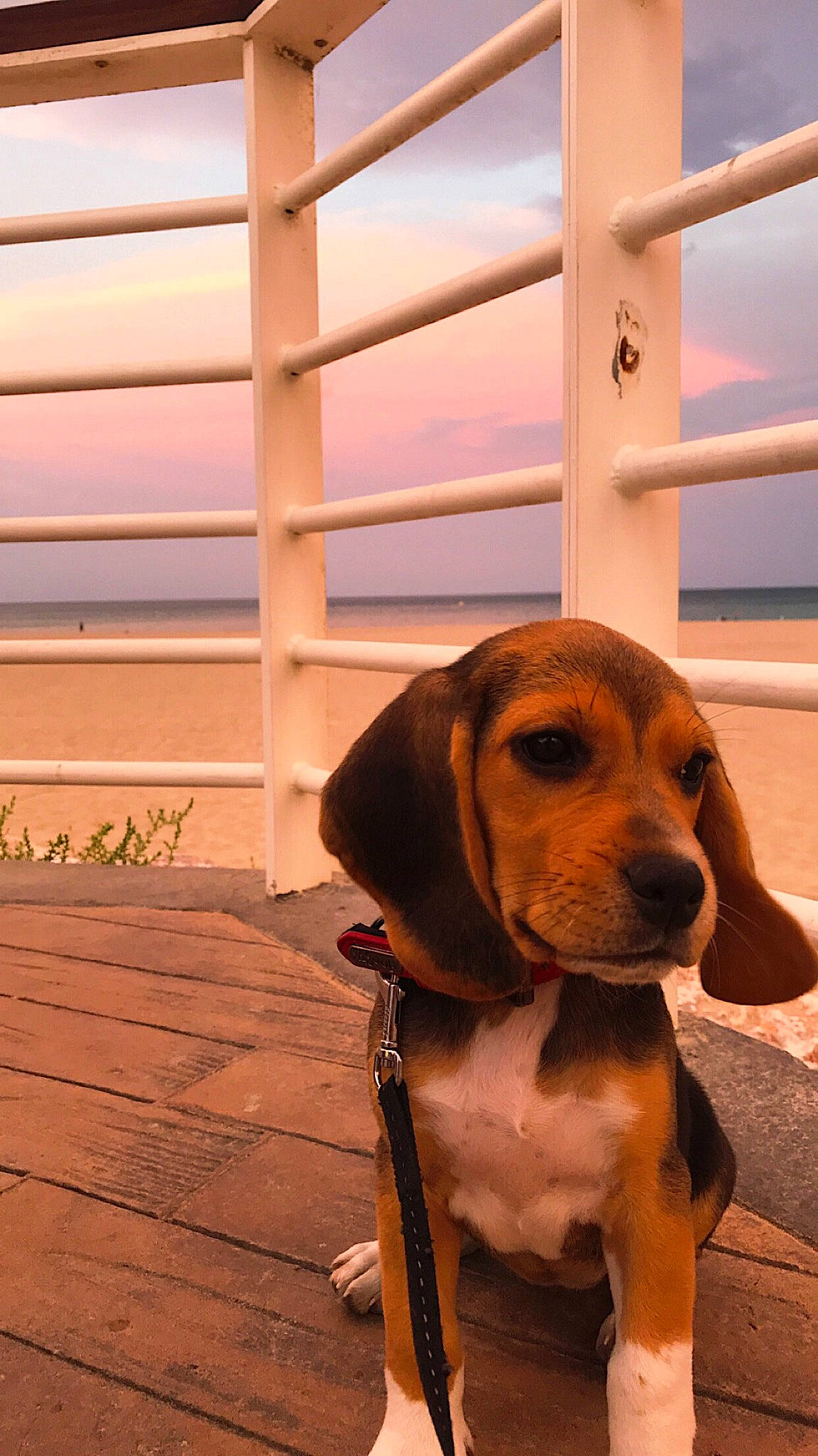 Joy participe au concours pour gagner de l'argent avec cette photo : brown, canidae, carnivore, collar, companion_dog, dog, dog_breed, dog_collar, dog_supply, fawn, hardwood, hound, liver, mammal, pet_supply, scent_hound, snout, sporting_group, tan, working_animal